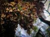 The Butterfly Effect of Mexico’s Cartel Violence
