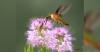 See hummingbirds up close at upcoming banding event in northeastern Utah