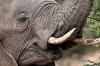 Life-size elephant puppets raise awareness of looming threat of culling in South Africa