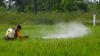 One body, multiple pathways: where India is going wrong in regulating pesticide exposure
