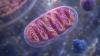 How the amino acid leucine helps our cells produce energy