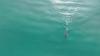 Why Young White Sharks Left Home During Southern California's Historic Storm