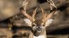 Missouri Deer Hunters: Don’t Miss Your Chance to Apply for These Limited Public Hunts Before the Deadline (LISTEN)