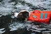 Meet 'Tsunami': The Hero Dog Who Sniffed Out 13 Earthquake Survivors Buried Beneath The Rubble