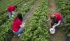 Since the beginning of the year, more than 7,000 undocumented workers have been identified in Moldova