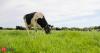 How New Zealand became global laboratory for climate friendly cows