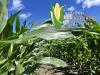 NCGA Study: US Farmers Pay More for Crop Inputs Than Brazilian Competitors