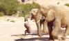 Scientists probe Namibian desert elephant calf deaths