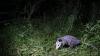 Florida biologists turn GPS-collared possums into python bait in new hunting tactic