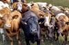 Europe’s cows get a geopolitical upgrade