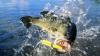 These Mississippi lakes have new fishing regulations, creel limits
