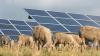 Farmers in Australia say 6,000 sheep — and the grass — are thriving under 1 million solar panels