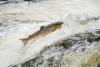 Scotland’s wild Atlantic salmon under threat amid a row over drinking water