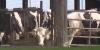 What happens in Vermont when farm animals die?