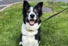 Dogs Trust: Border Collie Tess and Rolo the Shih Tzu X Collie both need rehoming in Northern Ireland