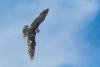 Minnesota Falcon Cam's First Chick Has Officially Taken Flight