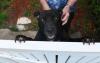 New lease of life for Jake – but most pitbulls are less lucky