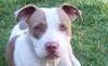 We need to talk about the reality of pitbulls in Bermuda