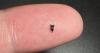 Why tiny teeth fossils near Colorado Springs might revise our understanding of early mammal life