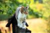 Your outdoor cat is eating more than birds and mice