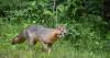 Michigan DNR asking public to report sightings of gray foxes in the state