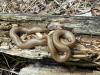Researchers call on public to report Vancouver Island sightings of rubber boas