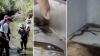 Researchers briefly stun endangered fish with electricity in the Miera basin, then let them go