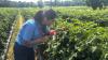 Tiny pest, big problem: Researchers take on tomato virus outbreak  