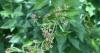 New invasive species found in Wisconsin