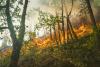 Colorado Homeowners Score Insurance Break for Wildfire Prep