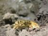 Northern leopard frogs find new home in Arizona rim country