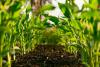 Sustainable Farming Practices That Protect Biodiversity