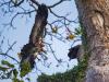 Confronting culture to protect vultures: Interview with Nigeria’s Michael Williams