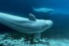 U.S. approves 'emergency rescue' plan to import Marineland's whales and dolphins