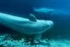 U.S. approves ’emergency rescue’ plan to import Marineland’s whales and dolphins