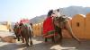 India’s Captive Elephants in the Spotlight After High-Profile Deaths