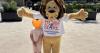Charity's 'race against time' to find lion mascot costume that may have been stolen
