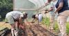 Metro Atlanta Urban Farm helps veterans, students and families grow food and stronger communities
