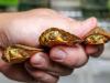 Hatching Bonanza Adds Seven Adorable Baby Turtles To The Tennessee Aquarium