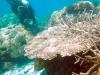 Palau’s reef revival follows rat eradication and seabird bounce back