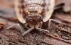Bed Bugs Have Invaded These Three New York Cities
