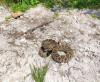‘No evidence’ of rattlesnake after specialist searches