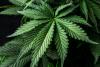 Oklahoma task force shuts down five illegal marijuana grows in Woodward