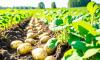 Namibia imports N$17.9m potatoes