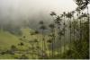 Colombia’s La Samaria Wax Palm: An Alternative to Cocora Valley