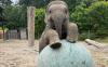 Oregon Zoo's Tula-Tu Get New Toy