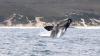 Southern right whale tracking project expanding to cover coastline from Denmark to Cape Arid