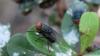 Mexico Breeds Sterile Flies to Save Cattle Trade and Trust