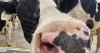 Raw milk market thrives in Idaho despite bacteria outbreak