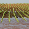 Illinois scientists sound the alarm on field inundation, work with farmers to find solutions